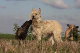 BOUVIER DES ARDENNES 211